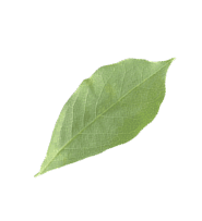 SectionRestoreBg2Update