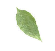 SectionRestoreBg2Update